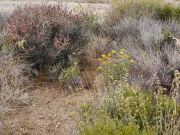 Maybe you would like to learn more about one of these? Yellow Flowers Picture Of Black Rock Campground Joshua Tree National Park Tripadvisor