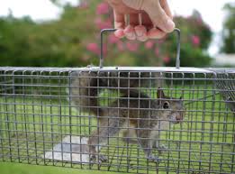 Squirrel Removal A Animal Solutions
