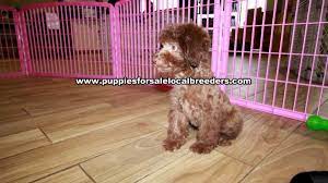 puppies local breeders