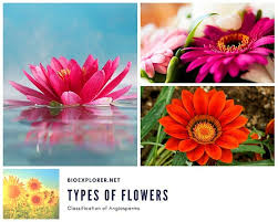 types of flowers 500 diffe kinds