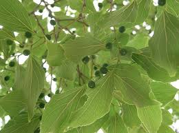 Ok this tree has me stumped (no pun intended lol) i am eager to see if anyone can identify it. Celtis Wikipedia