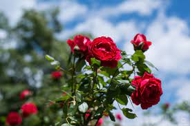 red roses and sky background high