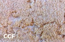 how to get rid of carpet beetles