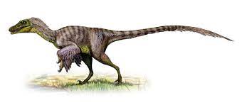 Maybe you would like to learn more about one of these? Velociraptor Facts And Photos