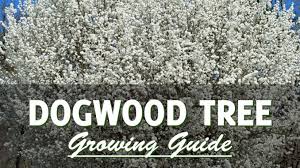 One of the ornamental trees used for landscaping, flowering dogwood is a small flowers: How To Plant A Dogwood Tree Facts Planting Care Pruning Gardenhugs Com