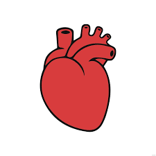 simple human heart clipart in