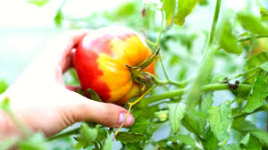 7 reasons your tomatoes aren t ripening