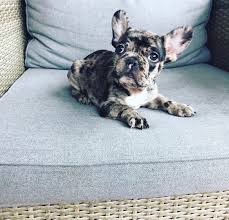 The frenchie makes a great family pet! French Bulldog Puppies For Sale San Diego Ca 313288