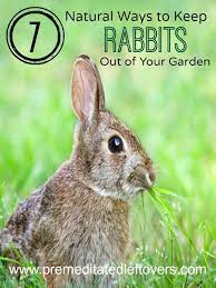 7 natural ways to repel rabbits from