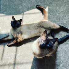 The siamese have head/nose longer and more narrow or wedge shaped (although the shape can vary a lot) and the tonkinese head is more round. Siamese Cat Adoption Near Me Cat Adoption Siamese Cats Cats