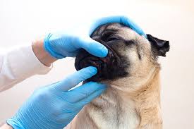 lip fold pyoderma in dogs our vet