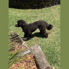 peggy 1 year old toy poodle hold