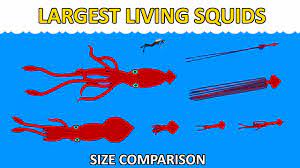 largest squids size comparison real