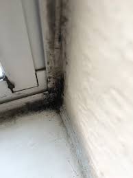 Black Mold From Water Damage