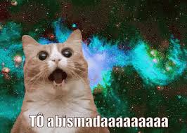 Tô Abismada GIF - Amazed Cat Surprised - Discover & Share GIFs