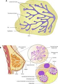 exocrine gland an overview