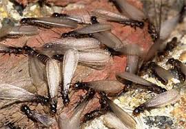 subterranean termites and