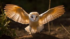 5 Barn Owl Spreading Wings Photos