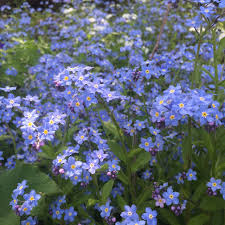 Tabernaemontana but are a slightly darker blue. Wildflowers Of Southern Ontario Forget Me Not Myosotis Sp Boraginaceae Borage