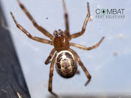 Aside from its colouring, the species resembles the black. What Is A False Widow Spider And How Do I Get Rid Of It Combat Pest Solutions