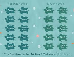 A Guide To Caring For Hermanns Tortoises As Pets