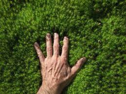 Growing Moss How To Grow Moss In The