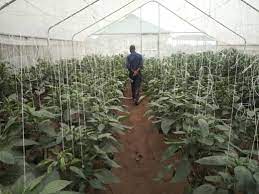 Greenhouse Farming: BusinessHAB.com