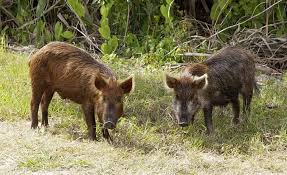 Image result for wild boar