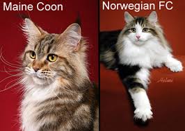 norwegian forest cat comparison
