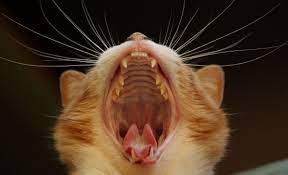 Зубы кошки