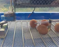 la température d incubation poules et cie