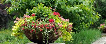planting annuals in containers