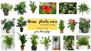 house plants name indoor plants name