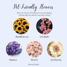 pet friendly flower arrangements