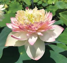 Tips For Choosing Planting And Growing Lotus Pond Trade