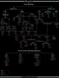 Whole Bacteriology In A Single Chart