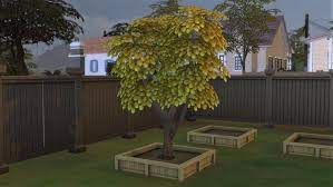 How To Get The Money Tree In Sims 4