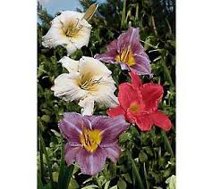 Maybe you would like to learn more about one of these? Cottage Farms 10pc Red White Blue Daylily Collection Qvc Com Day Lilies Cottage Farm Reblooming Daylilies