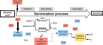 Differences in stress defence mechanisms in germinating seeds of Pinus  sylvestris exposed to various lead chemical forms | PLOS ONE