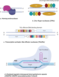 targeted genome editing technologies