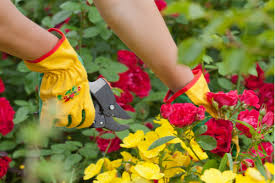 Best Thorn Proof Gloves For Gardening