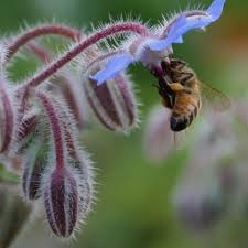 Whatever the reason, raising bees can be a fun and rewarding adventure. Why Keep Bees The Benefits Are Endless Carollehuber Com