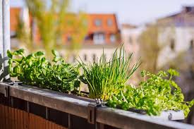 How To Start Your Own Herb Garden