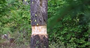 copper nails to kill trees