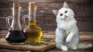 is vinegar bad for cats my british