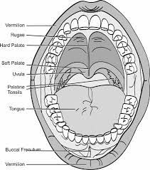 human malformation terminology