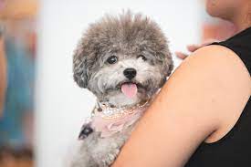 pet photographer singapore toy poodle