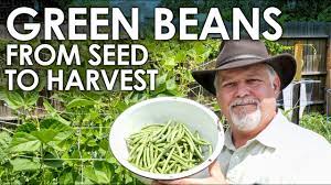 grow green beans seed to harvest