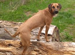 Boerboel may weigh 30 kg / 67 bred also to be a strong guard dog, the boerboel is a mix of different african and european breeds, which. Rhodesian Ridgeback Mix Mischling Rhodesianridgeback De