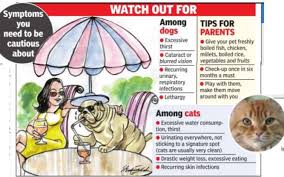 The pet owners may notice these early signs of diabetes in their pet: Pets Diagnosed With Diabetes Times Of India
